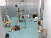 Cat facility 2